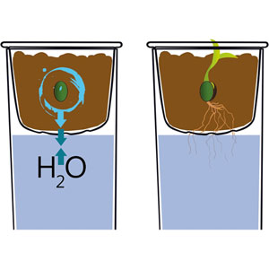 Botanique et hydroponie
