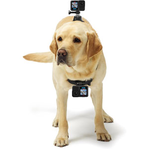 Harnais pour chien Fetch