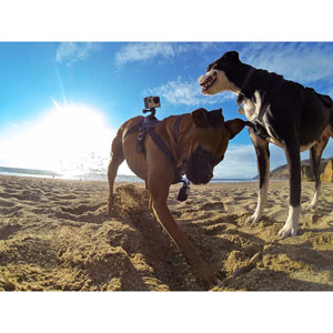 Harnais pour chien Fetch