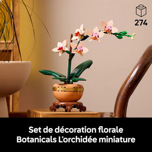 BOTANICALS - L’orchidée miniature
