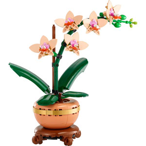 BOTANICALS - L’orchidée miniature
