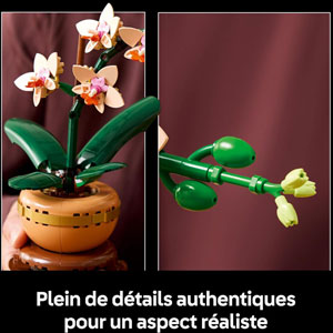 BOTANICALS - L’orchidée miniature