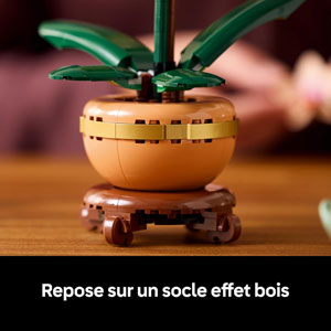 BOTANICALS - L’orchidée miniature
