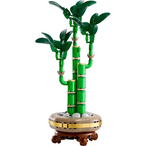 BOTANICALS - Le bambou de la chance