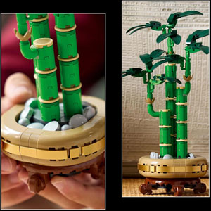 BOTANICALS - Le bambou de la chance