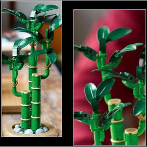 BOTANICALS - Le bambou de la chance