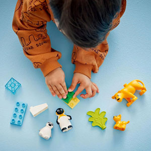 Familles d’animaux sauvages : pingouins et lions