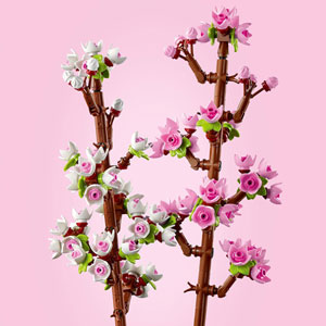Les fleurs de cerisier