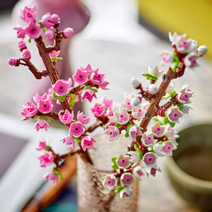 Les fleurs de cerisier