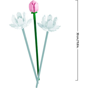 BOTANICALS - Les fleurs de lotus