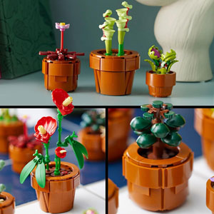 BOTANICALS - Les plantes miniatures