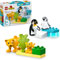 Familles d’animaux sauvages : pingouins et lions